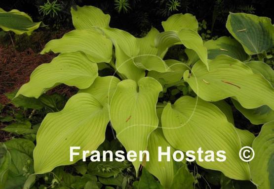 Hosta Summer Warrior